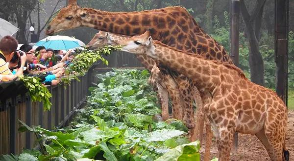 长隆适合小朋友玩的地方,长隆有哪些小朋友可以玩的项目