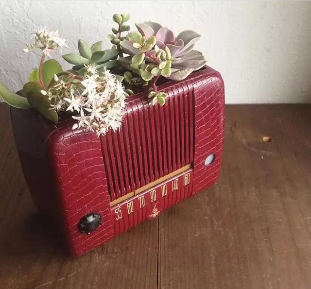 外国大神多肉,ins多肉