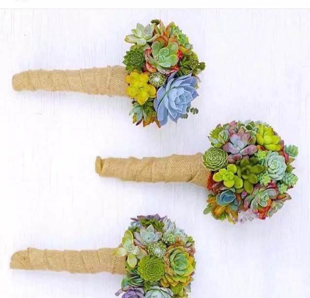 外国大神多肉,ins多肉