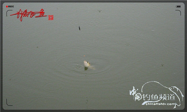 风雨无阻之我爱飞鱼去‘*欢寻**’！