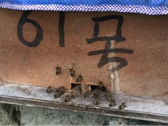 真正的高山土蜂蜜,高山老巢土蜂蜜