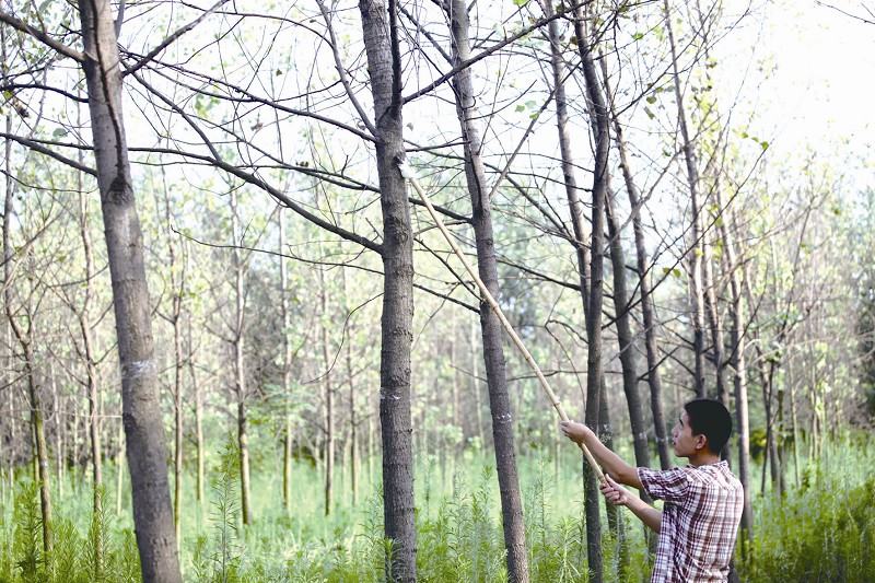 捉知了的妙招,农村抓知了最佳方法