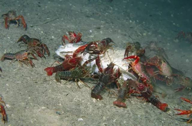 歪果仁从来不吃“麻小”？