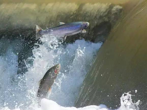 五分钟带你逛遍温哥华,带你吃遍温哥华