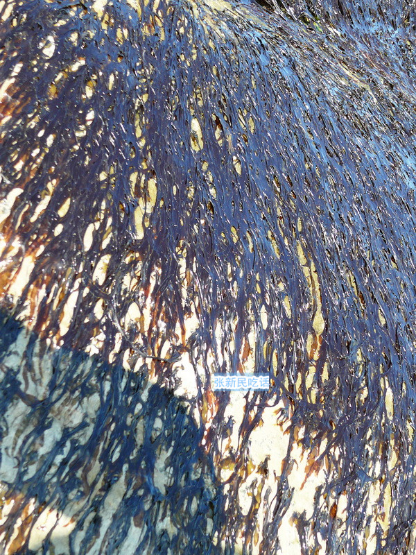 潮汕紫菜有多厉害,紫菜到底好不好