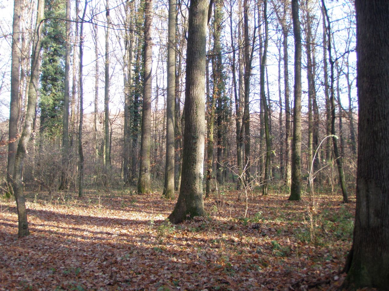 橡木浴室柜的缺点容易开裂吗,橡木浴室柜的优缺点价格