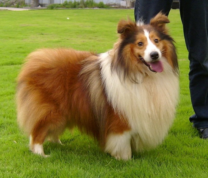 怎样选宠物狗狗最好养,如何选择宠物狗