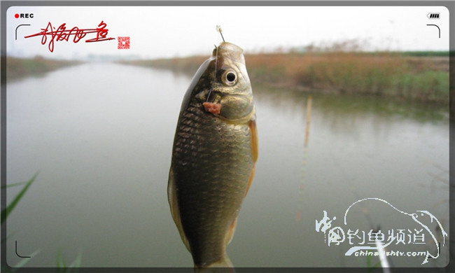 风雨无阻之我爱飞鱼去‘*欢寻**’！