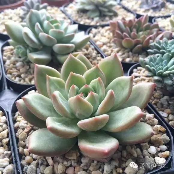 开挂区养多肉好吗,看完这些对比图你就明白了