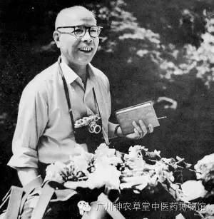 龙血竭与血竭识别,本草中国龙血竭