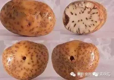 盘点星月菩提的十大问题建议收藏,星月菩提哪种可以玩得最长久