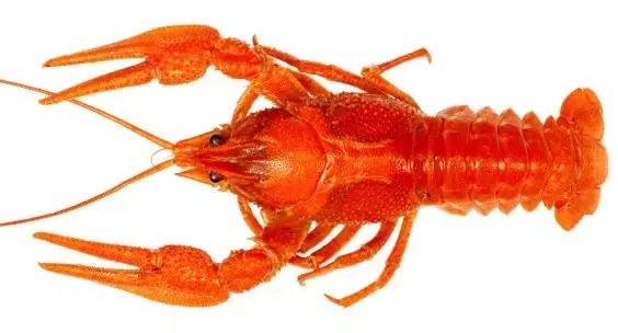 歪果仁从来不吃“麻小”？