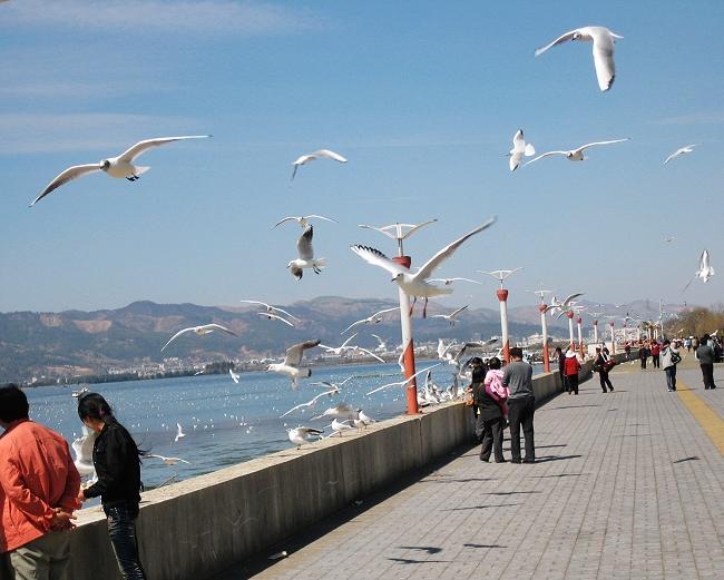 株洲攸县人在广东,攸县人在普宁