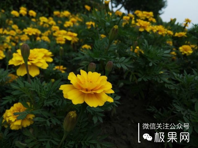 翻转吧摄像头，前后都能照出完美的照片：荣耀7i体验