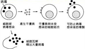 乙肝干扰素转阴后需要巩固多久,乙肝早抗病毒早受益吗