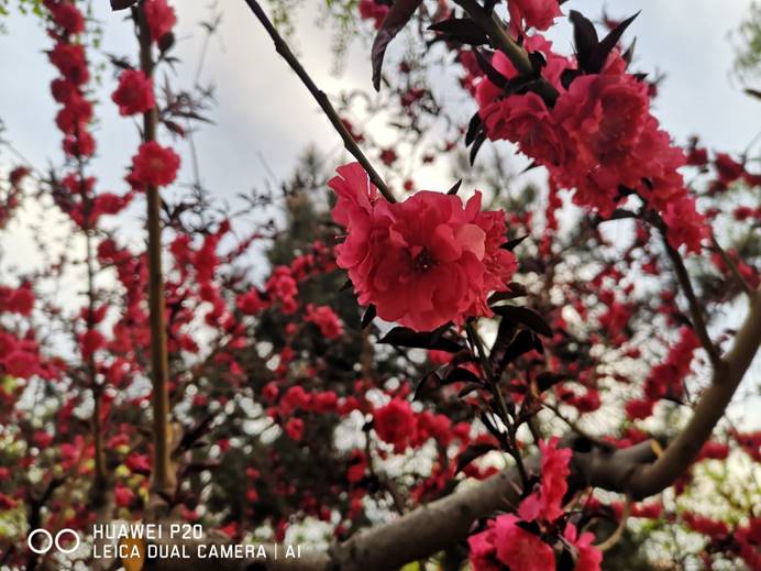 huaweip20能玩原神吗,huaweip20拍夜景