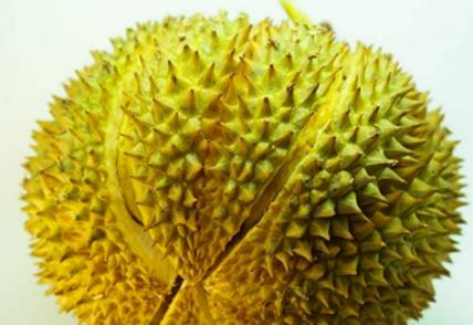 甲仑榴莲为什么叫甲仑,越南甲仑和泰国甲仑