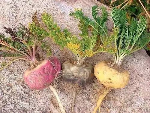 宸茬粡涓婁簡榛戝悕鍗曠殑椋熺墿浣犵煡閬撳悧,涓婁簡榛戝悕鍗曠殑椋熺墿浣犵煡閬撳悧