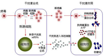 乙肝干扰素转阴后需要巩固多久,乙肝早抗病毒早受益吗