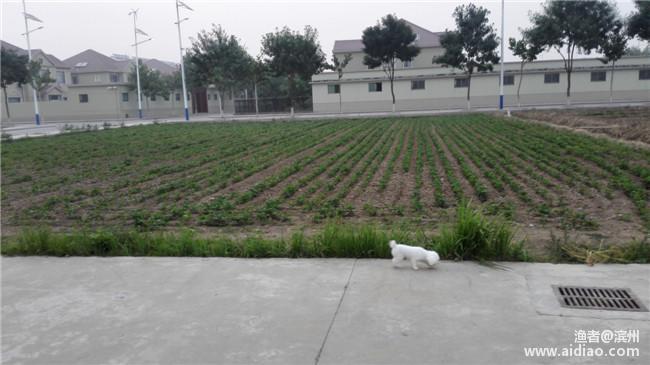 端午小长假休息安排,端午小假期安排