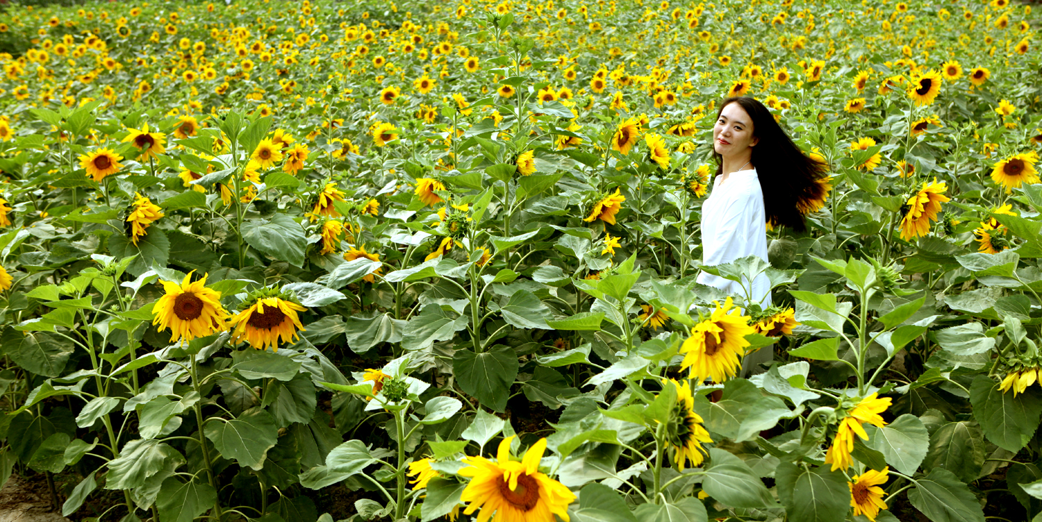 川大锦城好不好,选择四川大学的理由200字