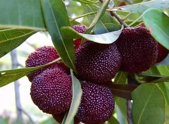 苏州什么地方的杨梅好吃,杨梅是苏州东山的好还是西山的好