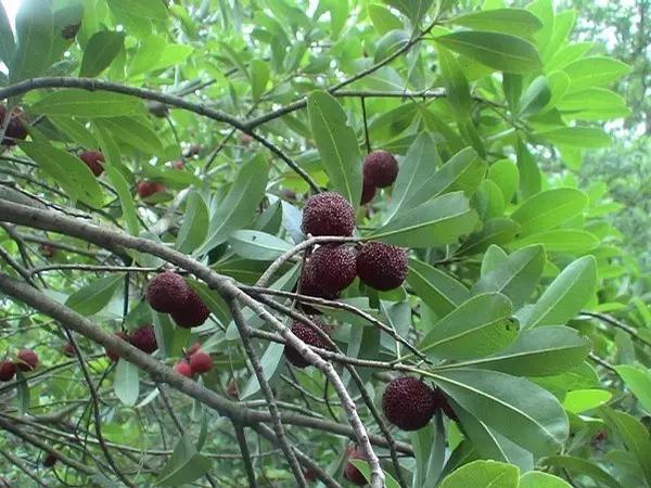 苏州什么地方的杨梅好吃,杨梅是苏州东山的好还是西山的好