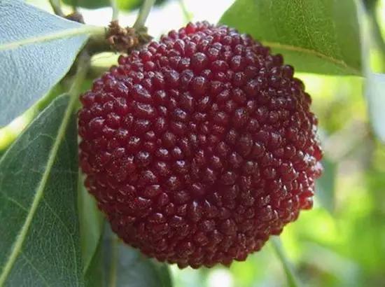 苏州什么地方的杨梅好吃,杨梅是苏州东山的好还是西山的好