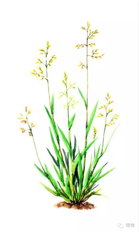 足球场的草坪类型,足球场的草坪为什么这么丝滑