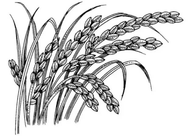 米课｜我打赌，你肯定不会吃米