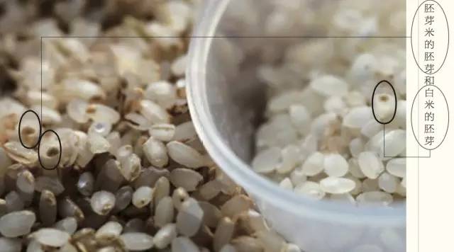 米课｜我打赌，你肯定不会吃米