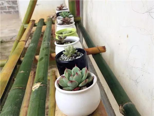 自制月季花架竹子,自制竹子蔷薇花架