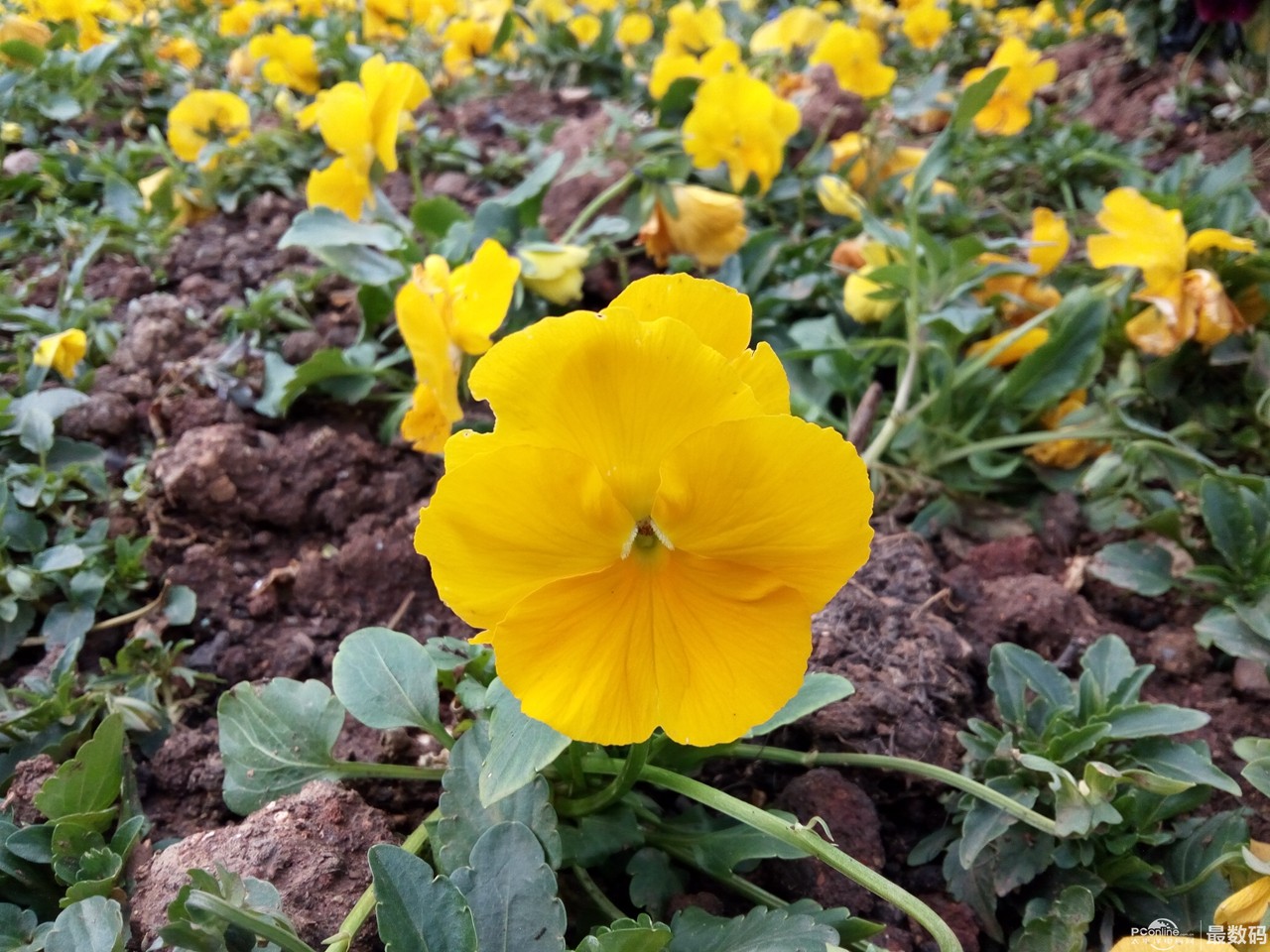大家觉得青橙手机怎么样,青橙n20手机怎么样