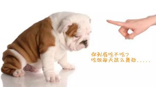 怎么养狗狗不上床睡觉,狗狗厌食不吃狗粮