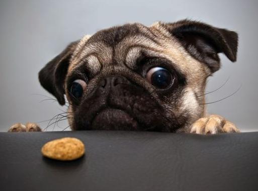 怎么养狗狗不上床睡觉,狗狗厌食不吃狗粮