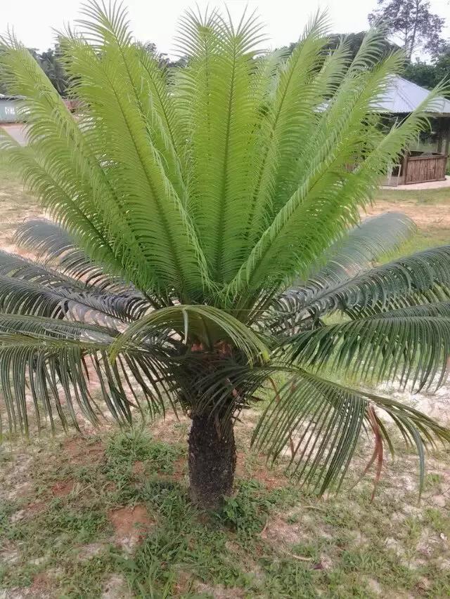 东海人在非洲务工那些不为人知的故事