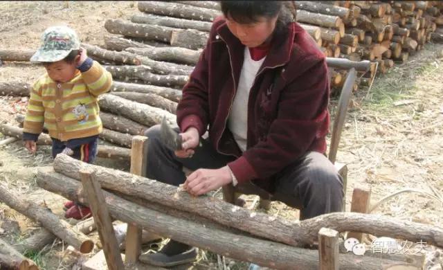 黑木耳种植技术详解,黑木耳种植技术哪里学