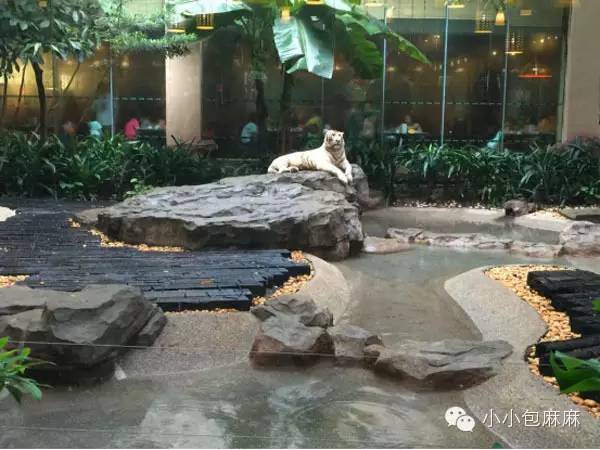 珠海长隆动物园游记,游记长隆动物园