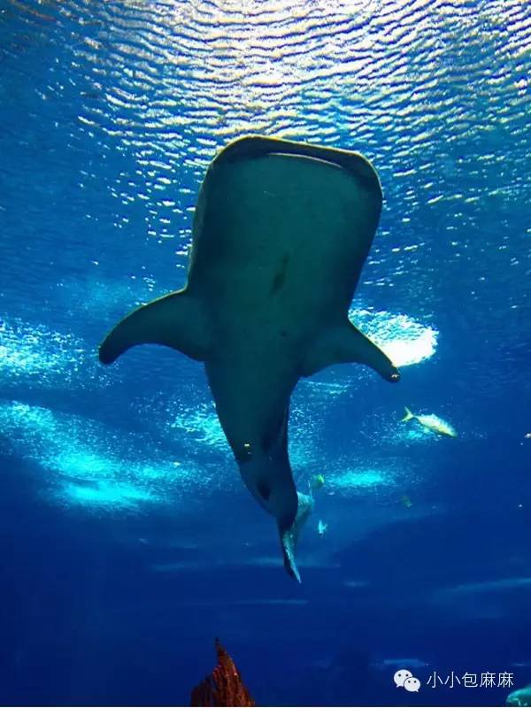 珠海长隆动物园游记,游记长隆动物园