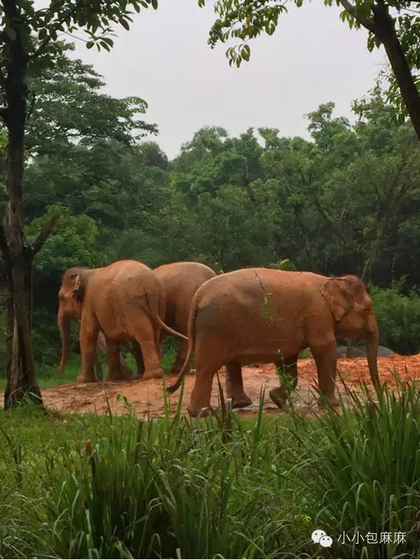 珠海长隆动物园游记,游记长隆动物园