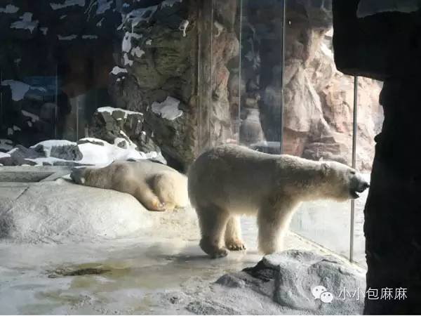 珠海长隆动物园游记,游记长隆动物园