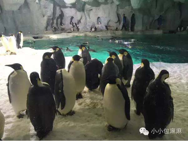 珠海长隆动物园游记,游记长隆动物园