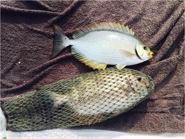 北京*妞小**的泰囧第二弹