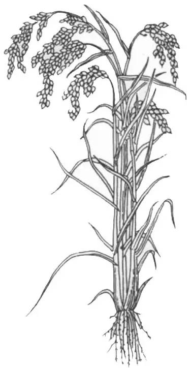 米课｜我打赌，你肯定不会吃米