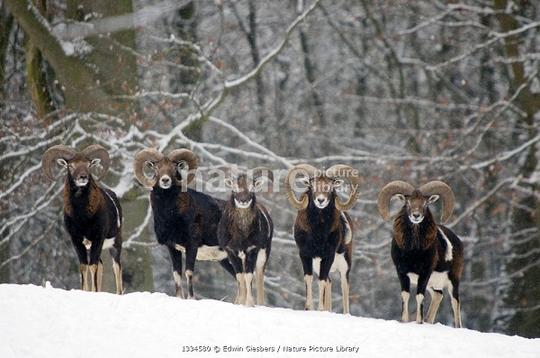 汽车撞了羊羊没事要报警吗,绵羊撞到路人后回过头又撞一次