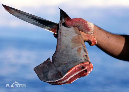 鱼翅有什么不好,鱼翅是名贵食材吗为什么不能吃呢