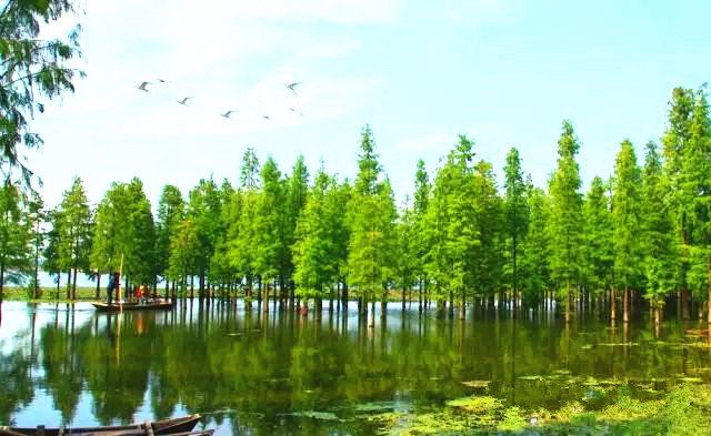 西江明珠石板沙生态岛,江门新会石板沙湿地公园