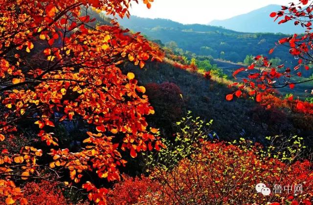 淄博！山东最冤的一个市！