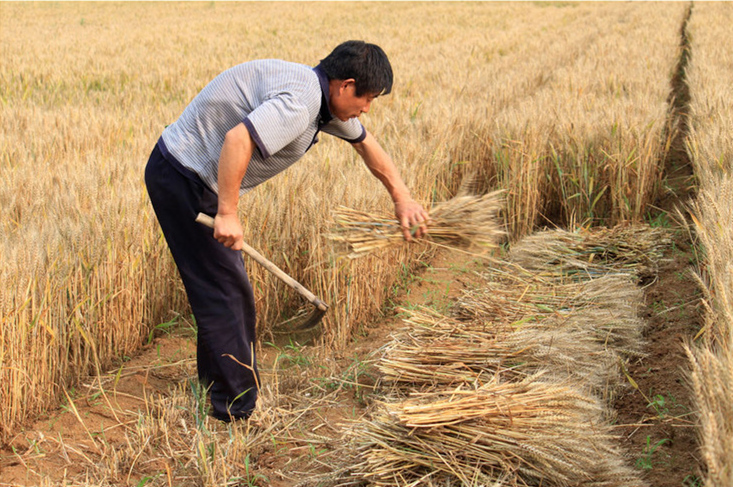 小麦钓鱼用什么打窝效果最佳,小麦钓鱼最佳方法