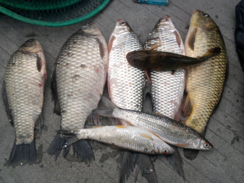 小麦钓鱼用什么打窝效果最佳,小麦钓鱼最佳方法